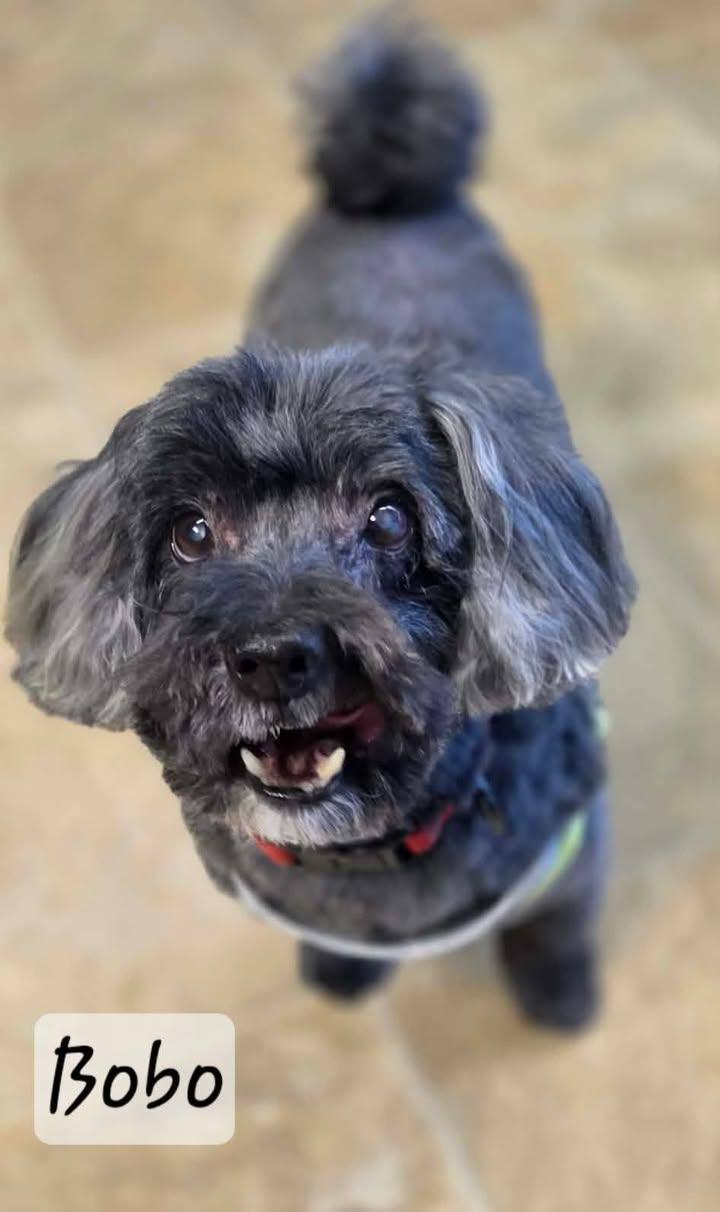 Bobo