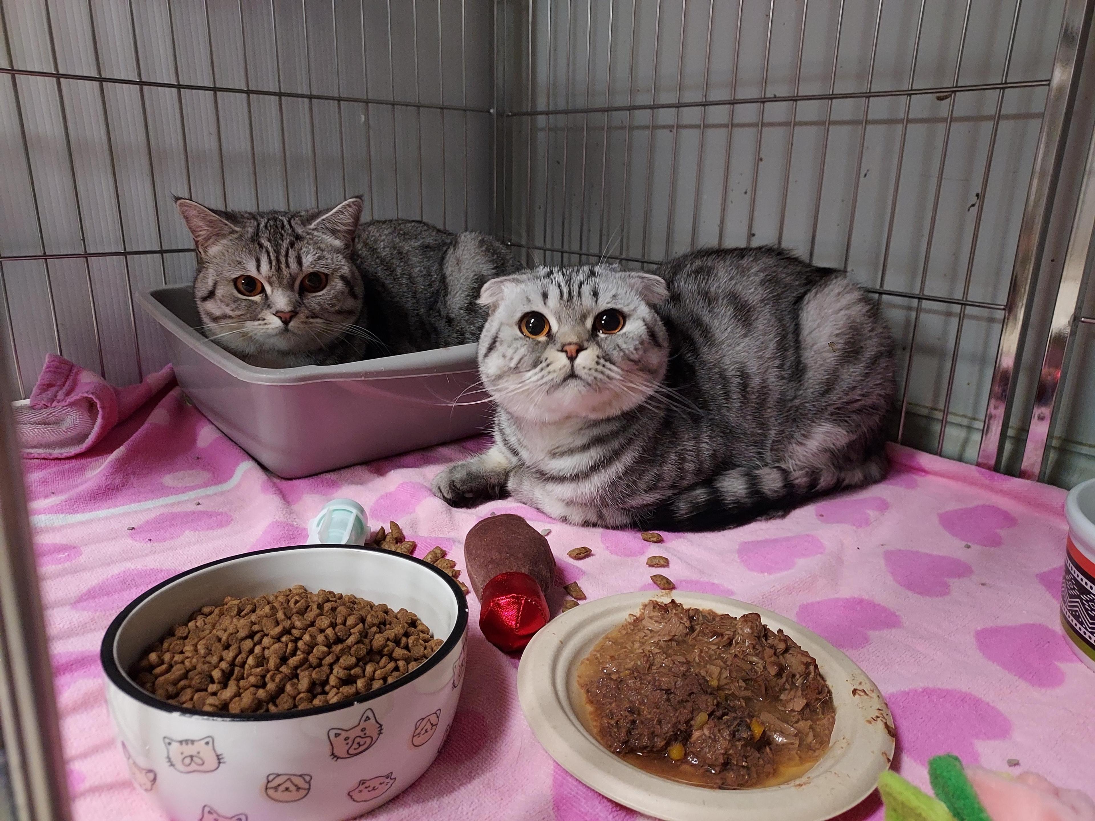 Daisy Bonded With Pepper