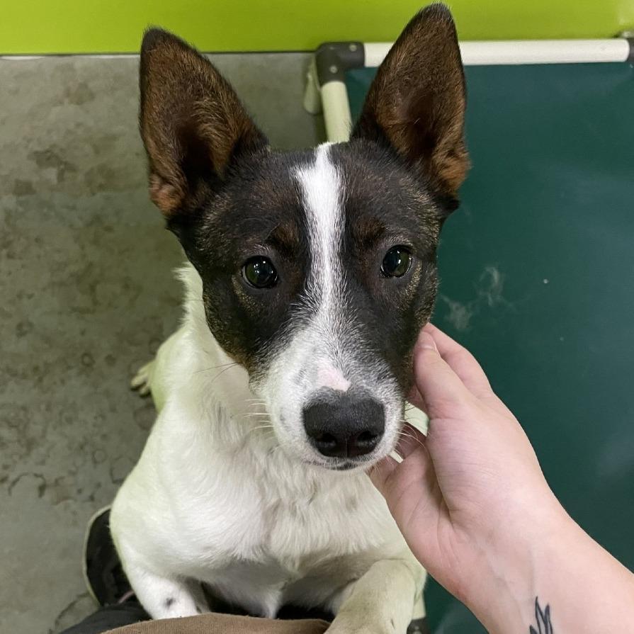 A young medium-sized female White / Cream Australian Cattle Dog / Blue Heeler dog named Brownie for adoption in Spokane, WA