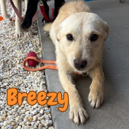 Breezy