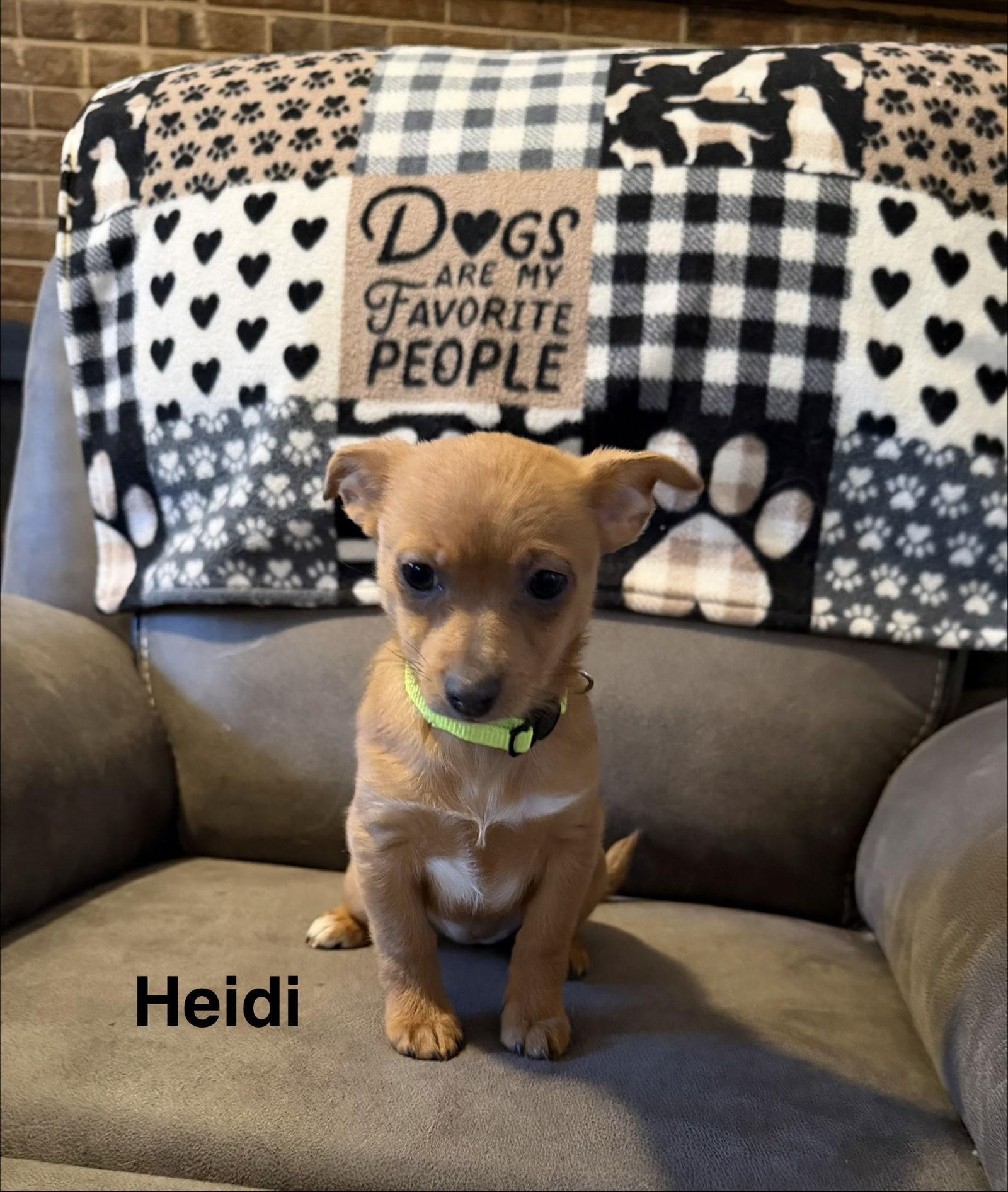 Heidi