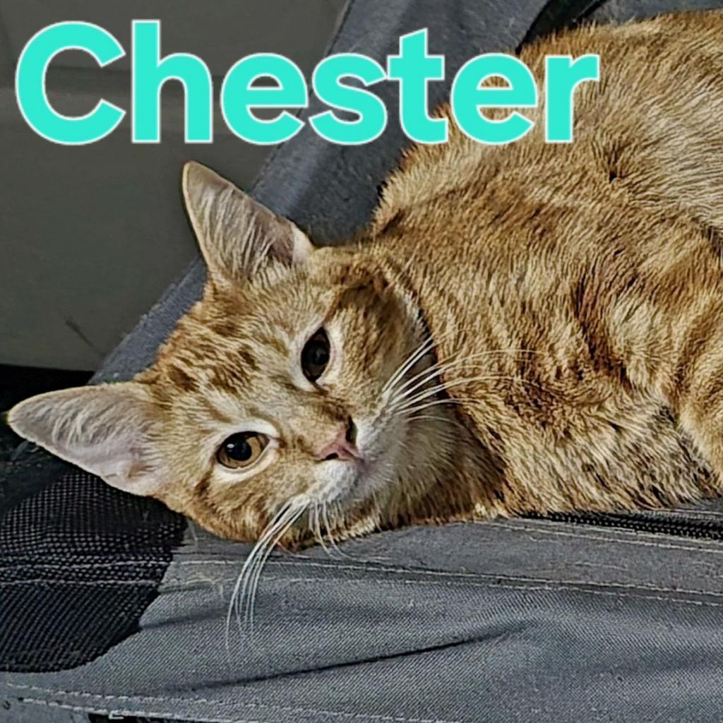 Chester