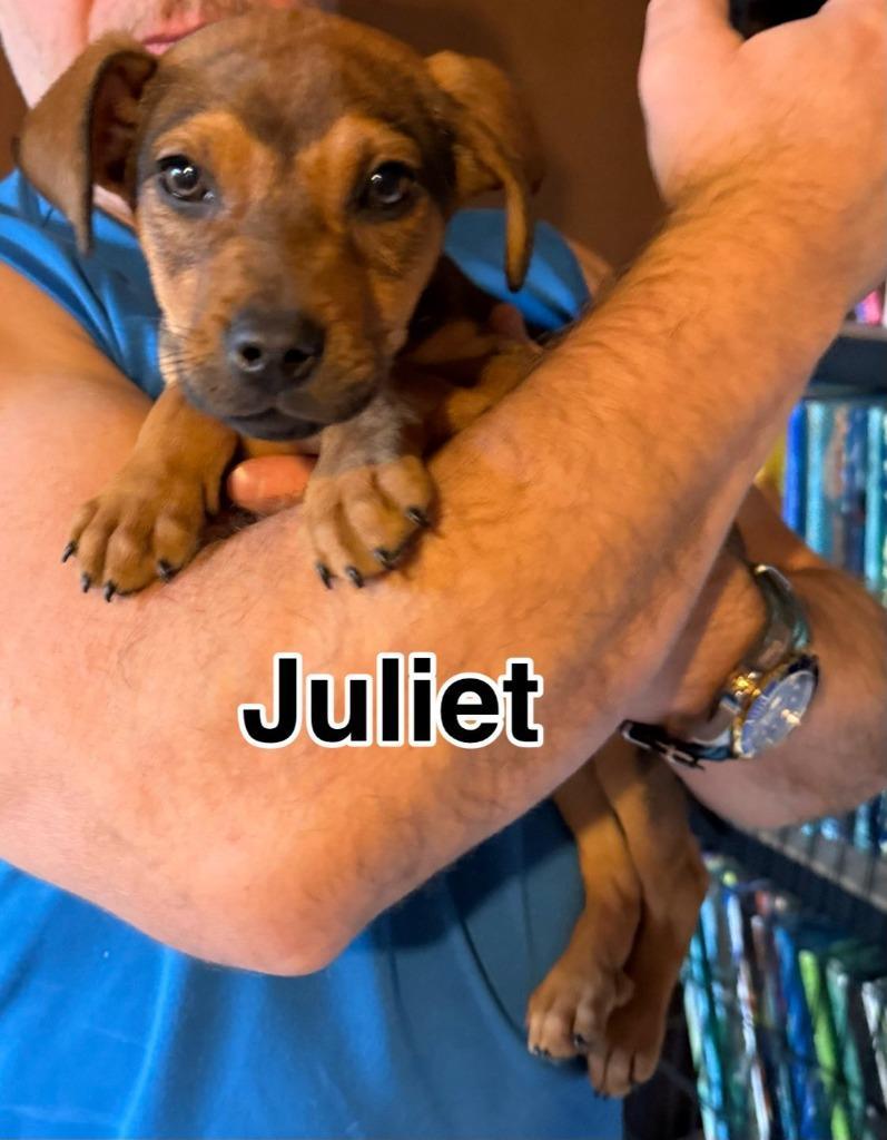 Juliet