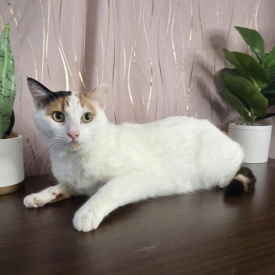 A young medium-sized female Calico cat named Eggnog for adoption in Long Beach, MS