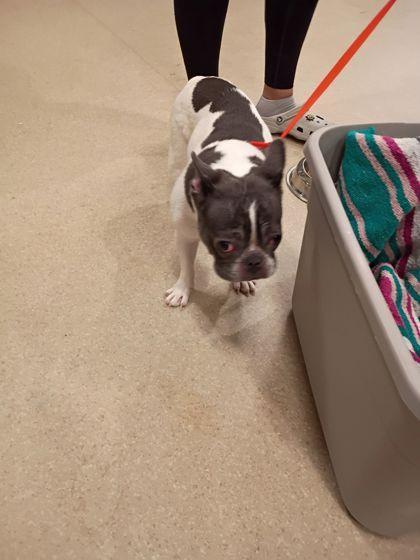 A young medium-sized female Mixed Breed dog named Sugar Cookie for adoption in Atlanta, GA