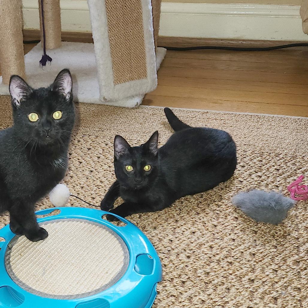 Runaway Sisters: Joan Jett