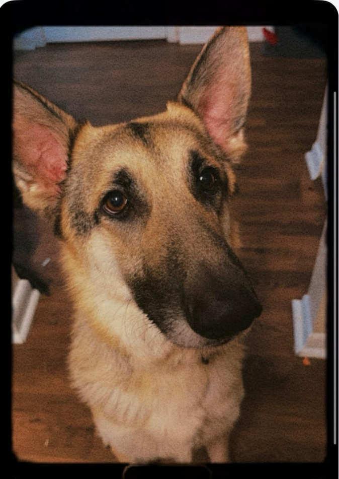 An adult large-sized male German Shepherd Dog dog named Max for adoption in Panama City, FL