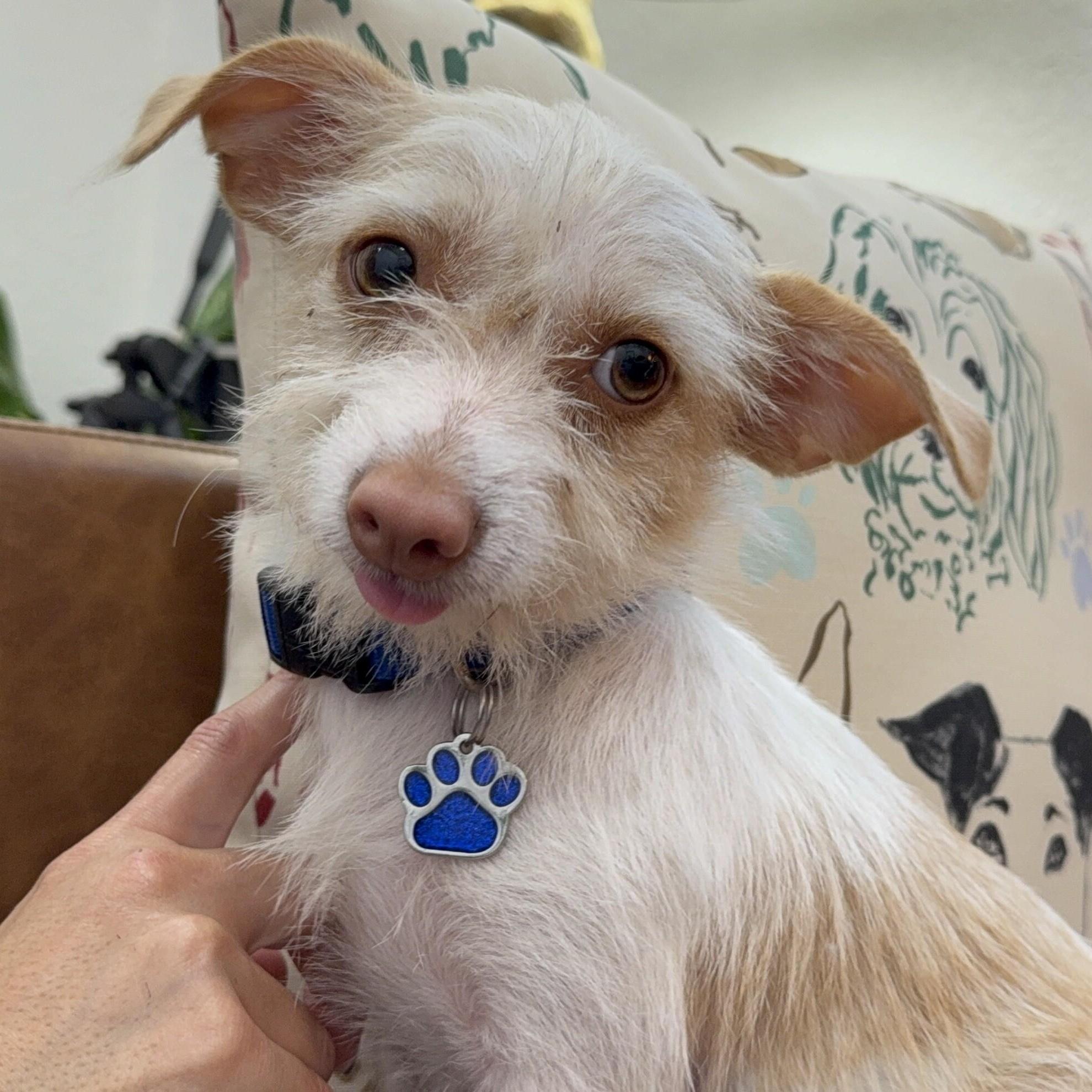 Huckleberry Frolicking Bunnykins