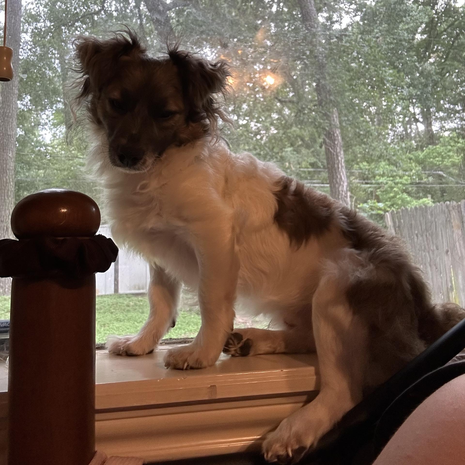 An adult small-sized male Mixed Breed dog named Little Larry for adoption in Spring, TX