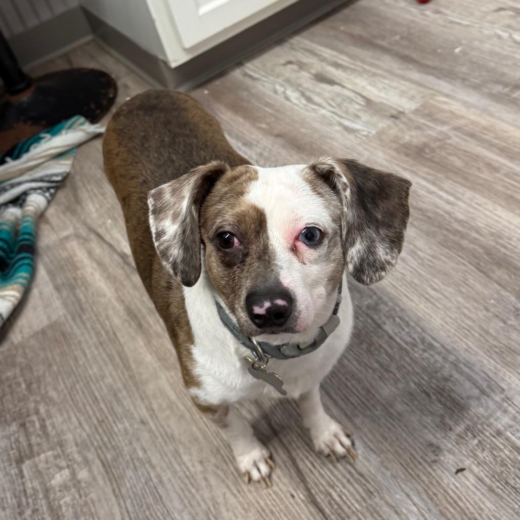 Peanut Bonded Wsnoopy