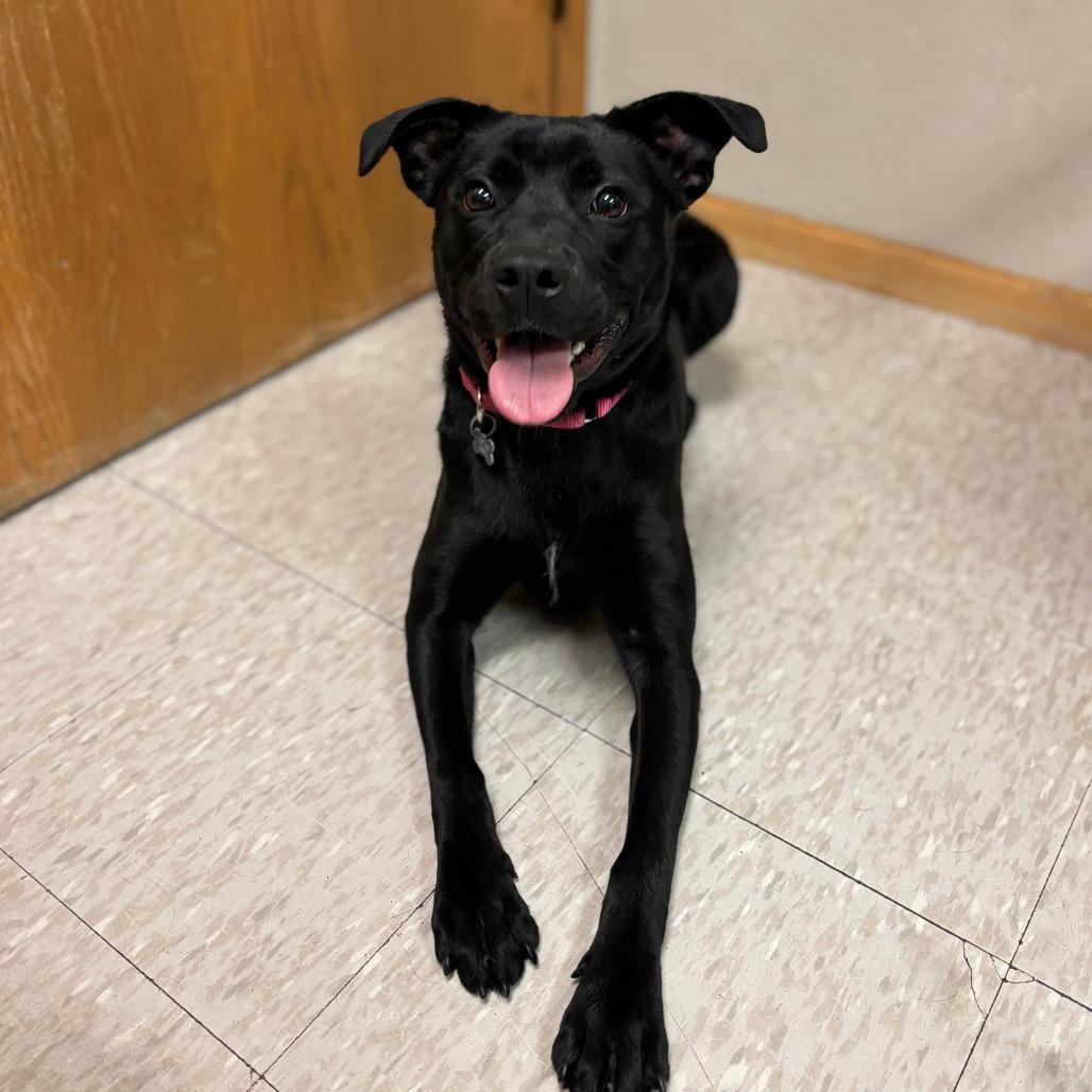 A young medium-sized female Black Labrador Retriever dog named Marina for adoption in Fargo, ND