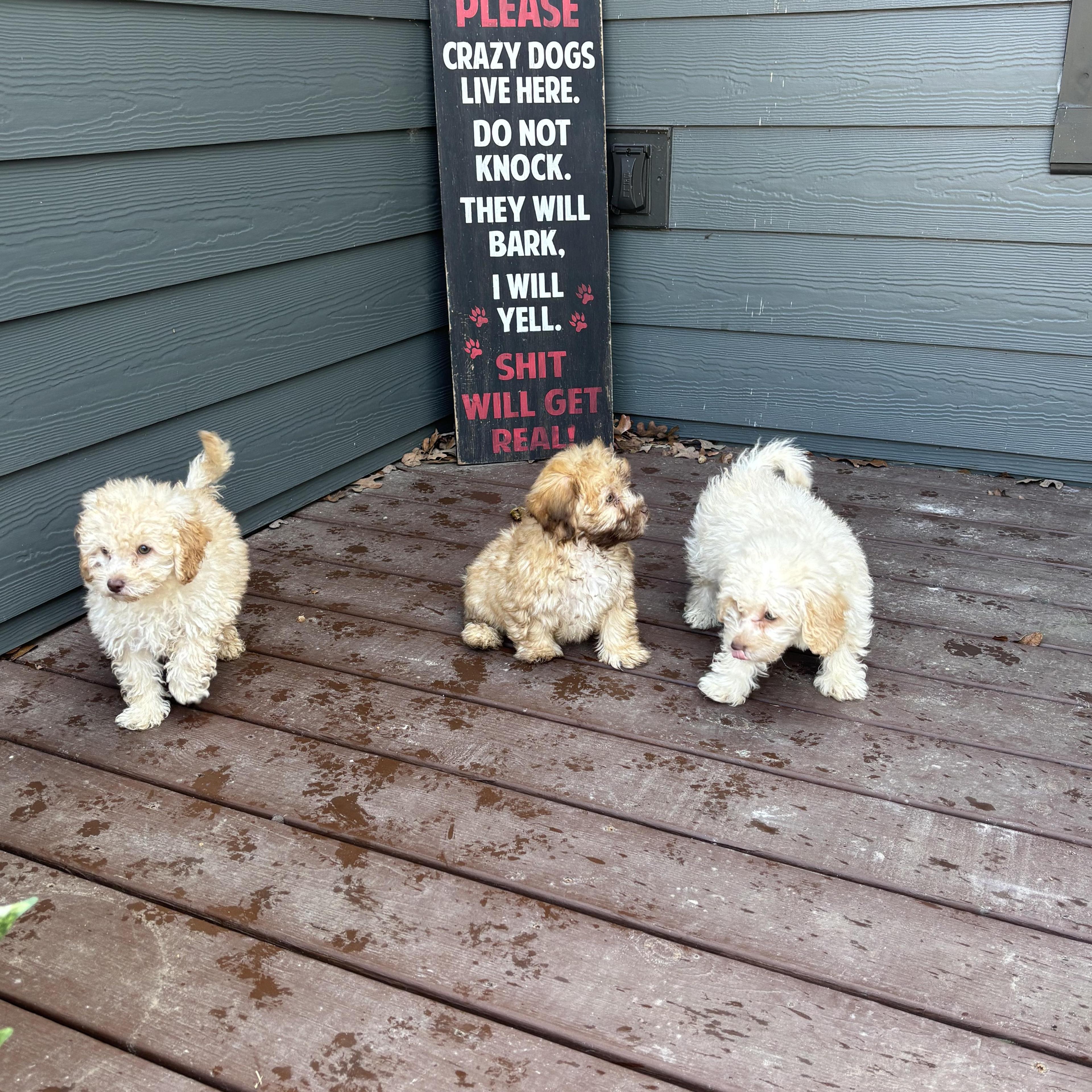 Maltipoo Puppies!