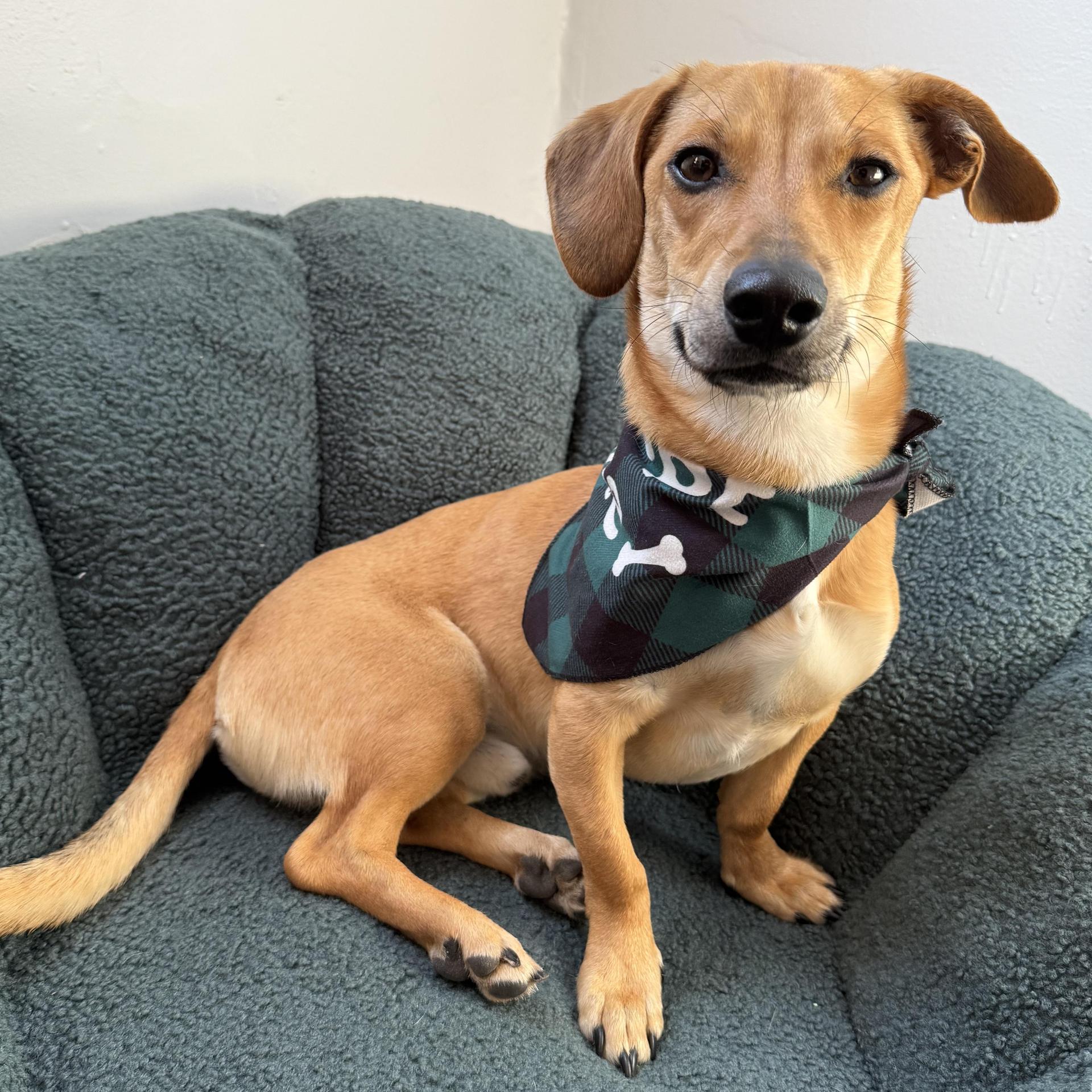 An adult small-sized male Apricot / Beige Chiweenie dog named Billy for adoption in Brooklyn, NY