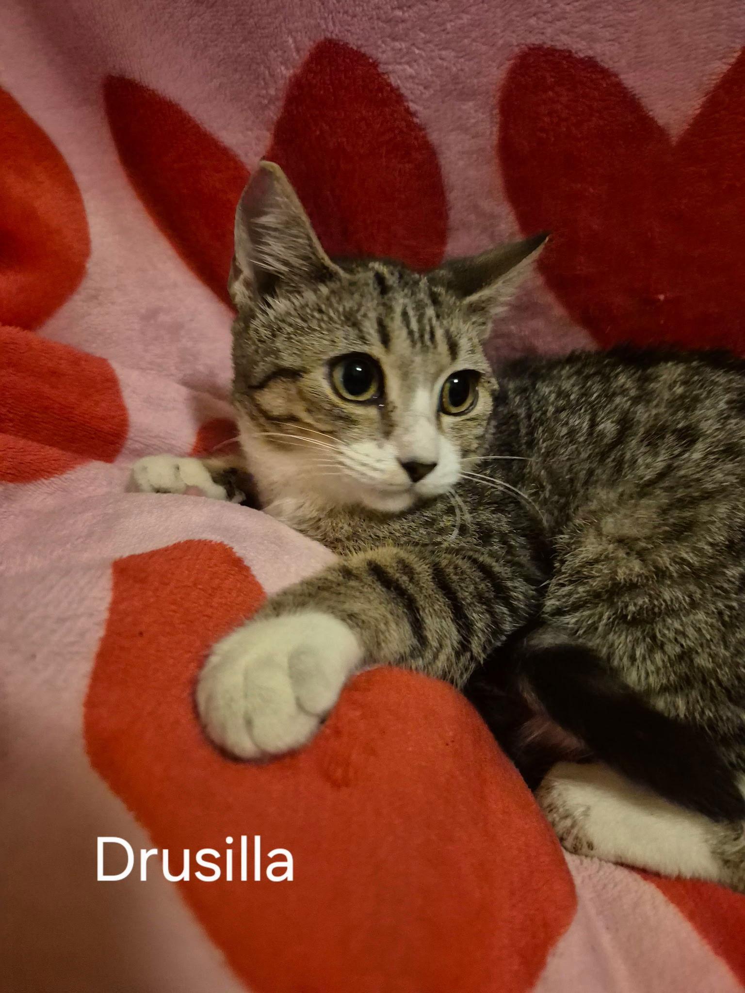 Drucilla
