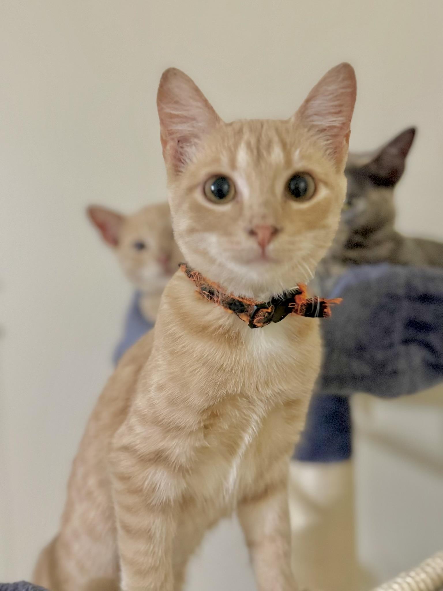 Sunny Kuykendahl Petsmart