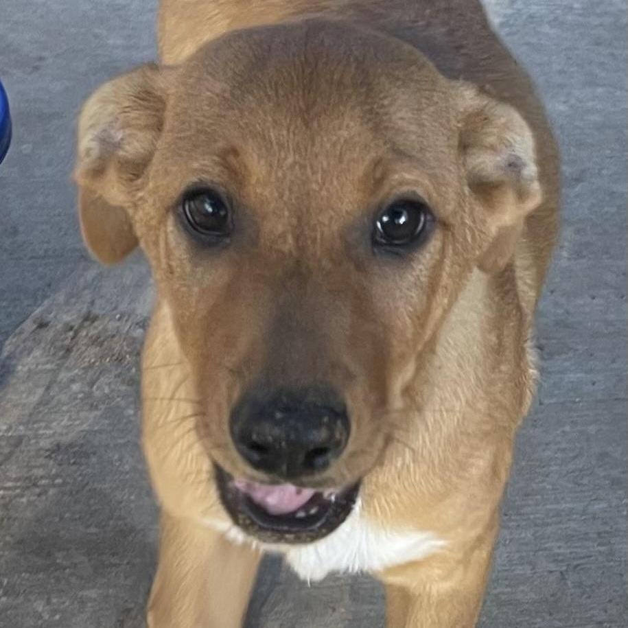 A young medium-sized male Feist dog named Royal for adoption in Queen City, TX