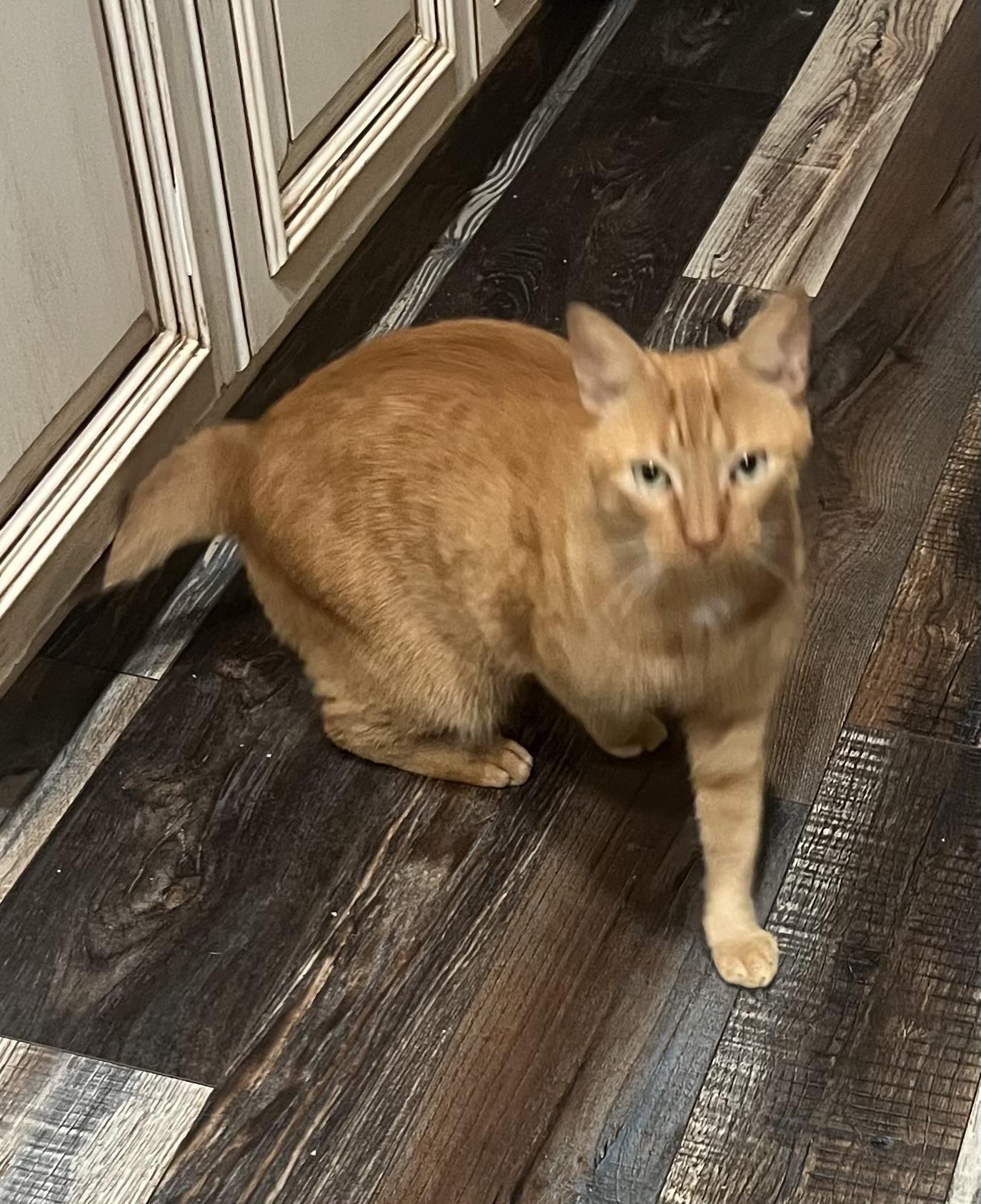 An adult medium-sized male Orange & White Tabby cat named Cheddar for adoption in Humble, TX