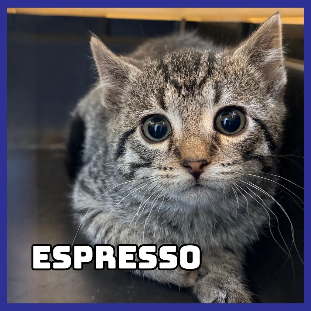 Espresso