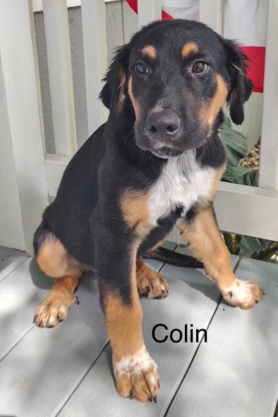 Colin