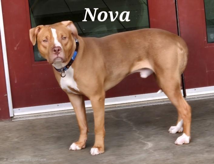 Nova photo 1