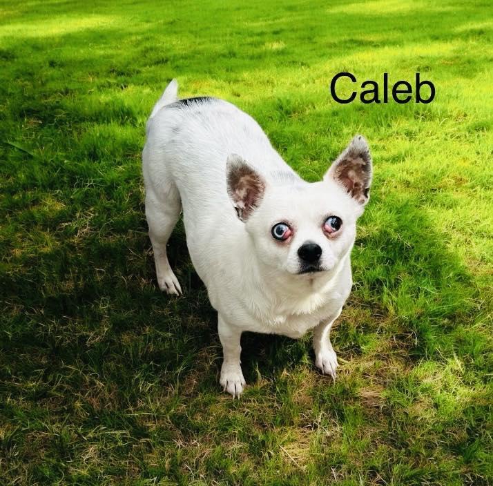 Caleb