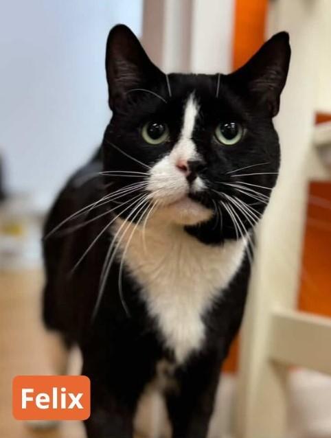 Felix