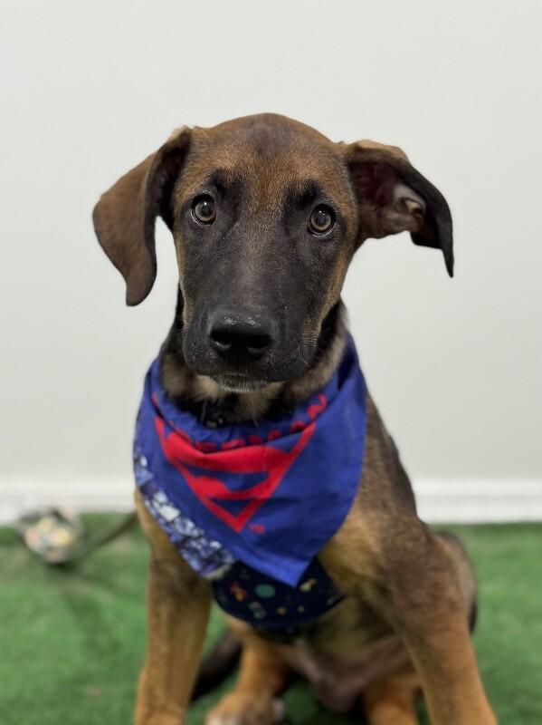 A baby medium-sized male Brown / Chocolate Belgian Shepherd / Malinois dog named Bart for adoption in Carlsbad, CA