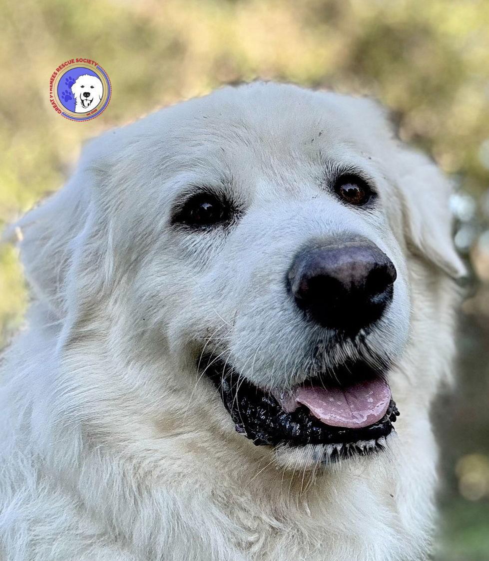 A young large-sized male White / Cream Great Pyrenees dog named Sir Kingsley for adoption in Spring, TX