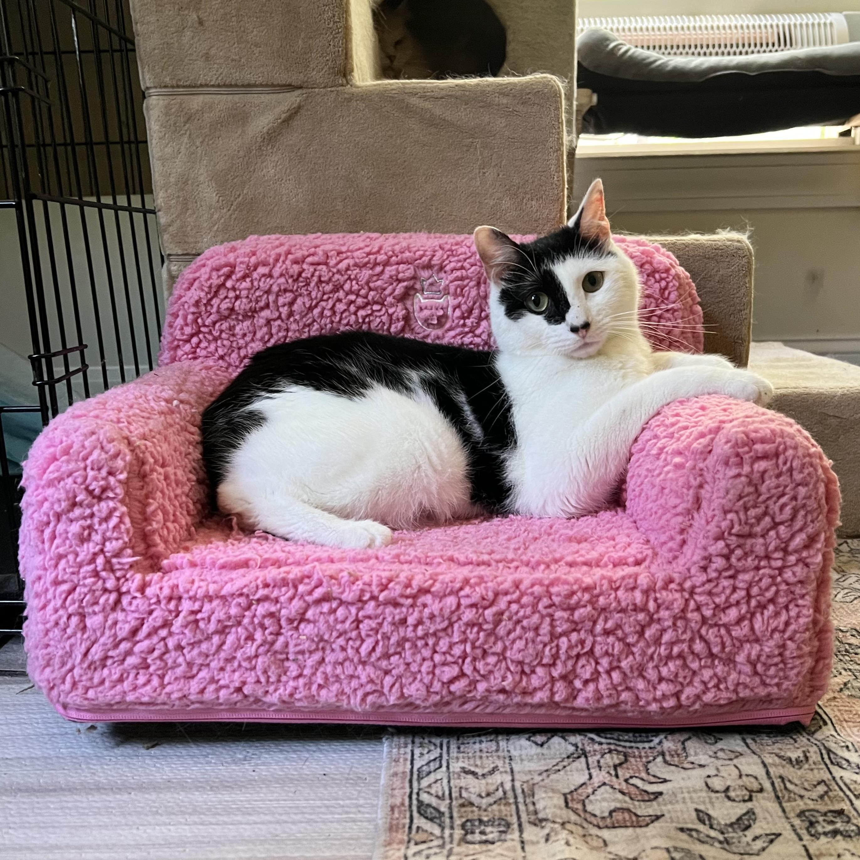 Benjamin Beans Incontinent photo 1