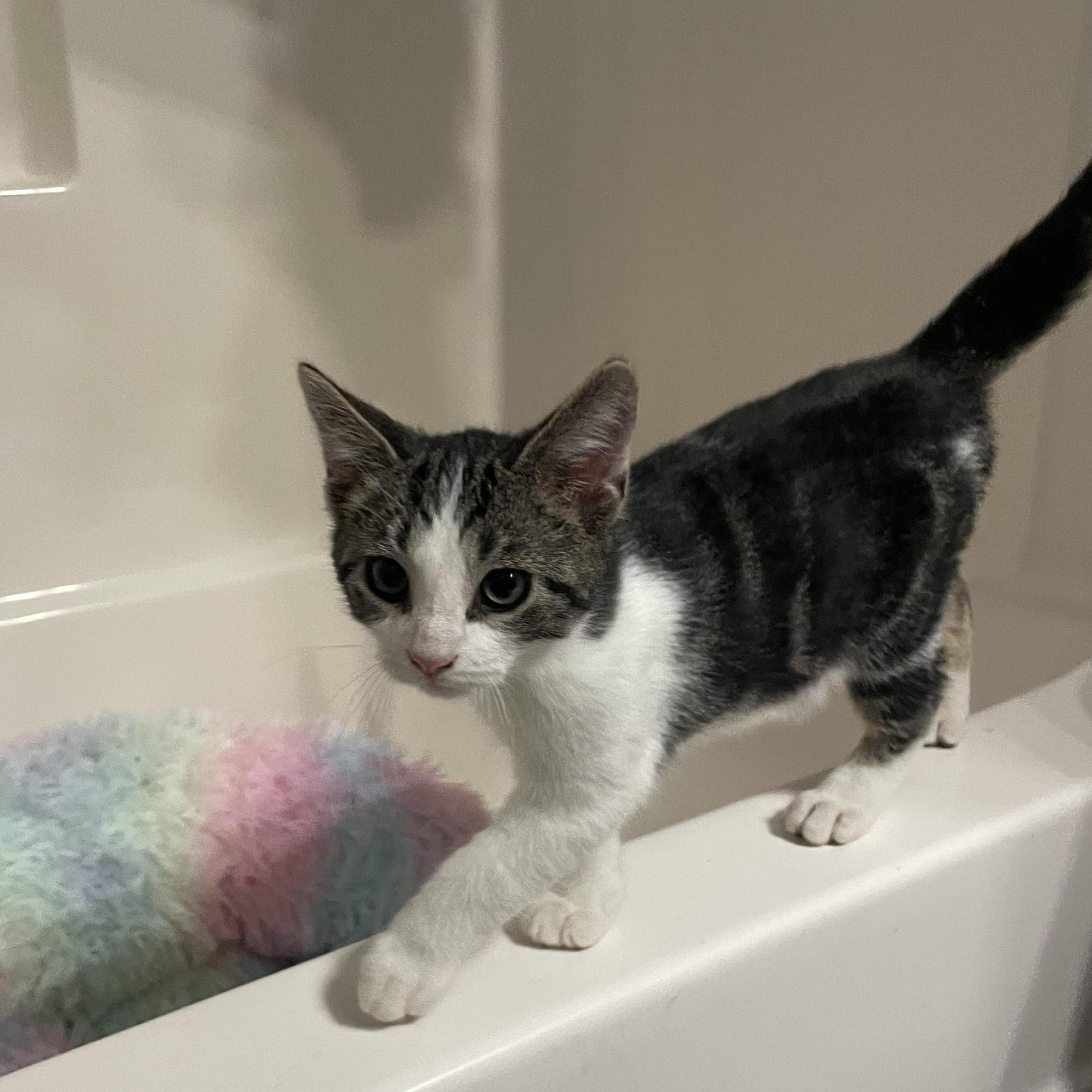A young medium-sized male White Domestic Short Hair cat named Fish Stu for adoption in Seneca, SC
