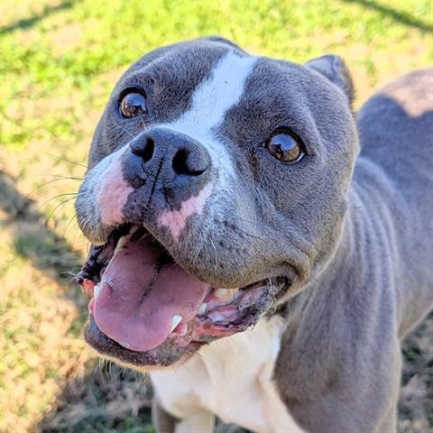 An adult medium-sized female Pit Bull Terrier dog named Shelby for adoption in Houston, TX