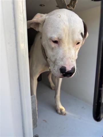 A young large-sized male Pit Bull Terrier dog named Sugar for adoption in Houston, TX