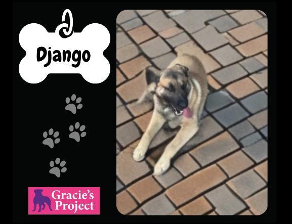 An adult large-sized male Golden Belgian Shepherd / Malinois dog named Django for adoption in Canyon, TX