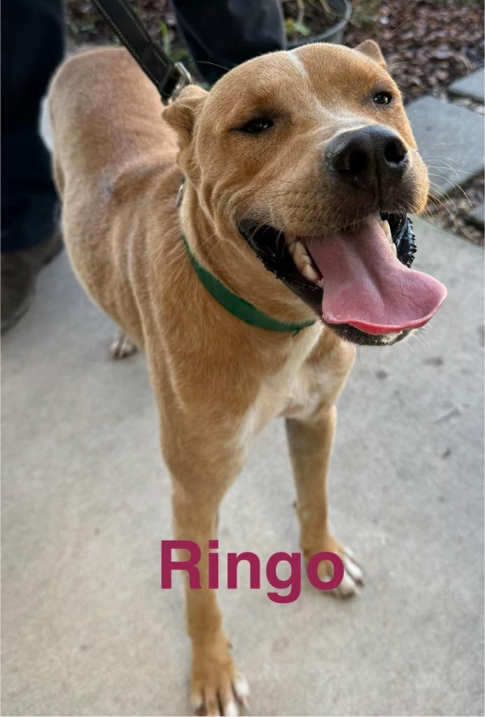 Ringo