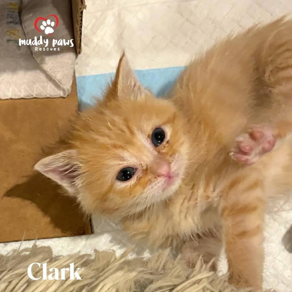 A baby small-sized male Domestic Short Hair cat named Hollywood Legends: Clark for adoption in Council Bluffs, IA