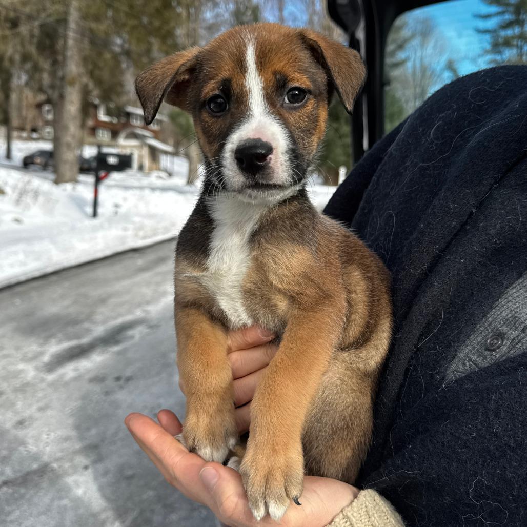 A baby large-sized female Brown / Chocolate Shepherd dog named Ny September Avail Jan for adoption in Eastford, CT