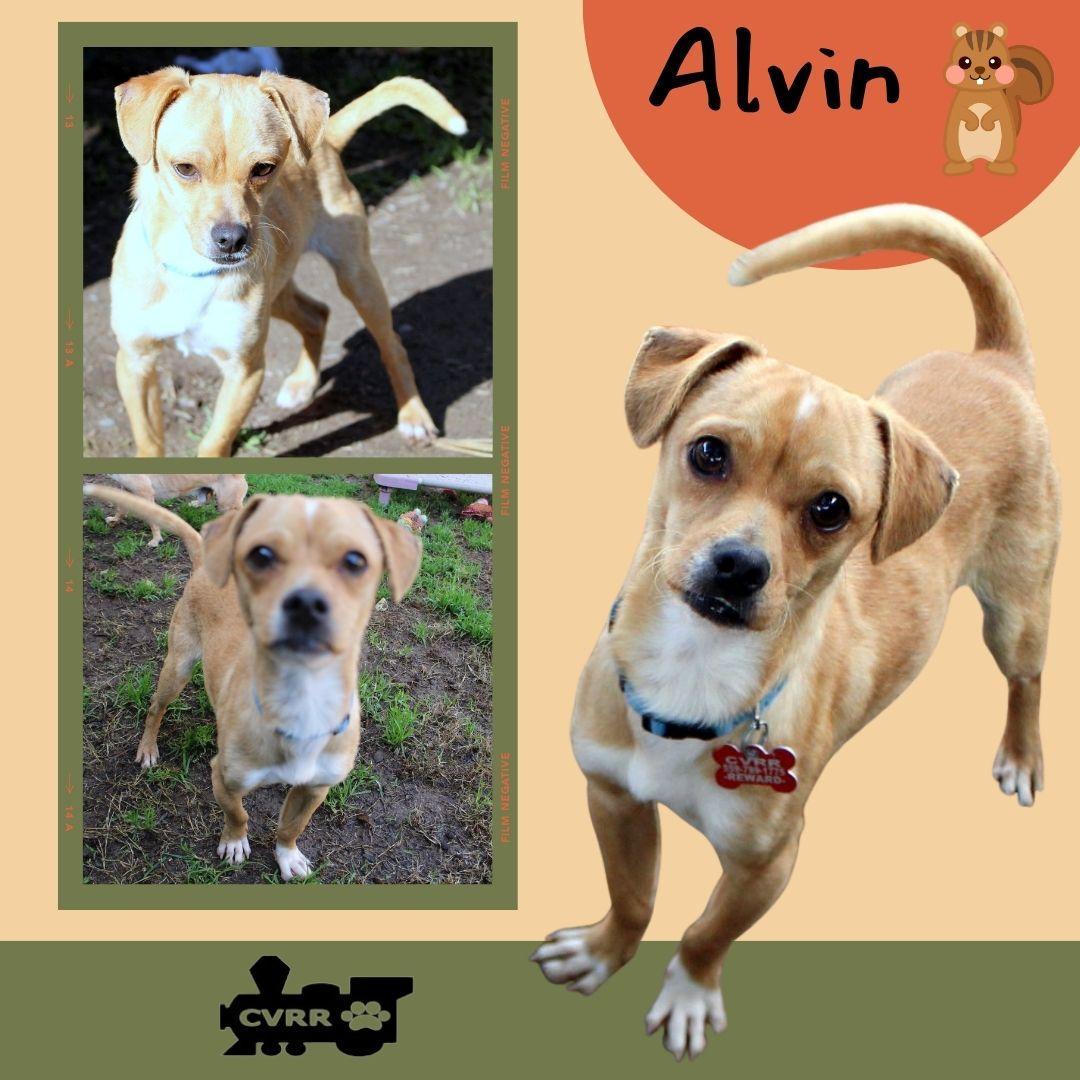 Alvin photo 1