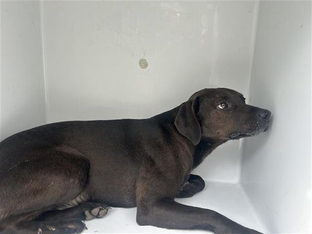 A young medium-sized male Labrador Retriever dog named Jordan for adoption in Houston, TX