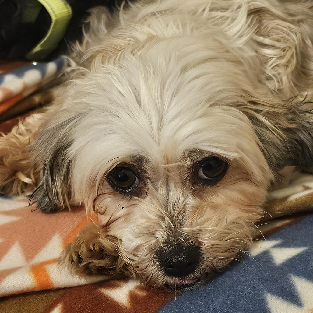 An adult small-sized female White / Cream Havanese dog named Coco for adoption in Staten Island, NY