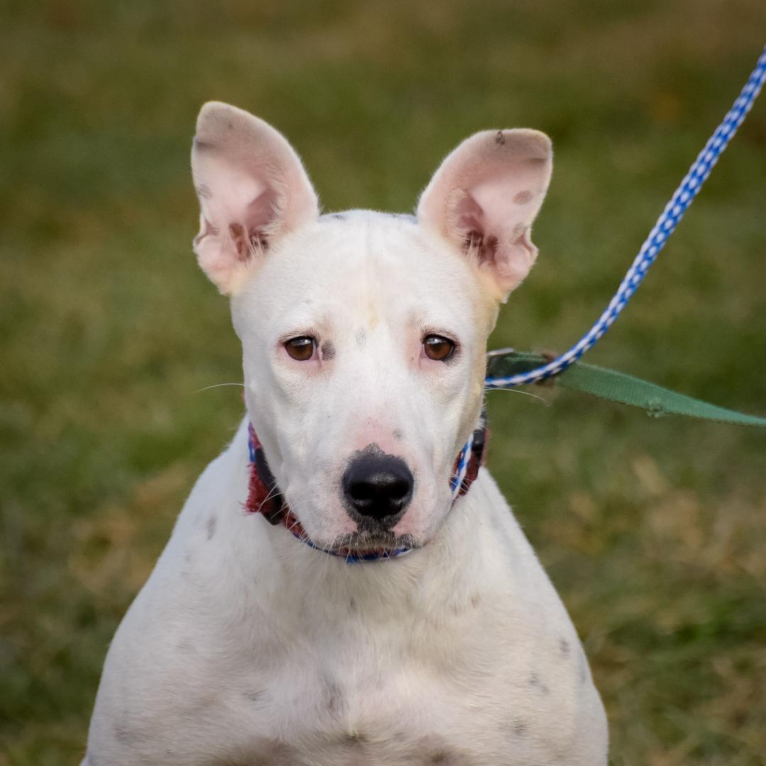 A young medium-sized female White / Cream Hound dog named Susie for adoption in Lambertville, NJ