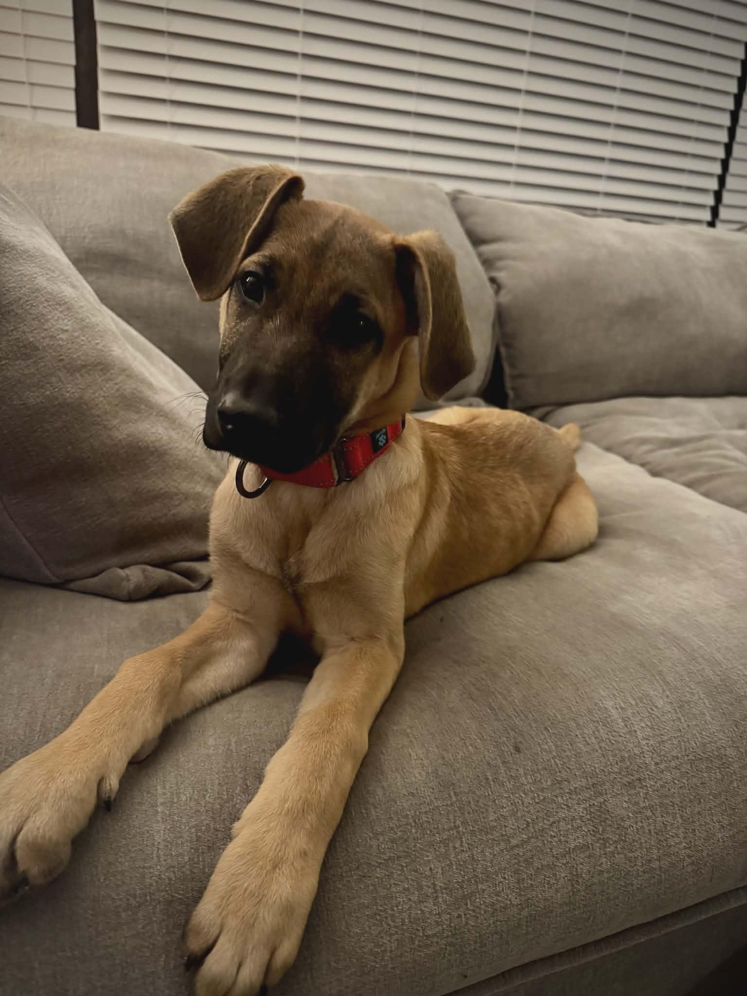 Dotty The Sweetheart Shepherd