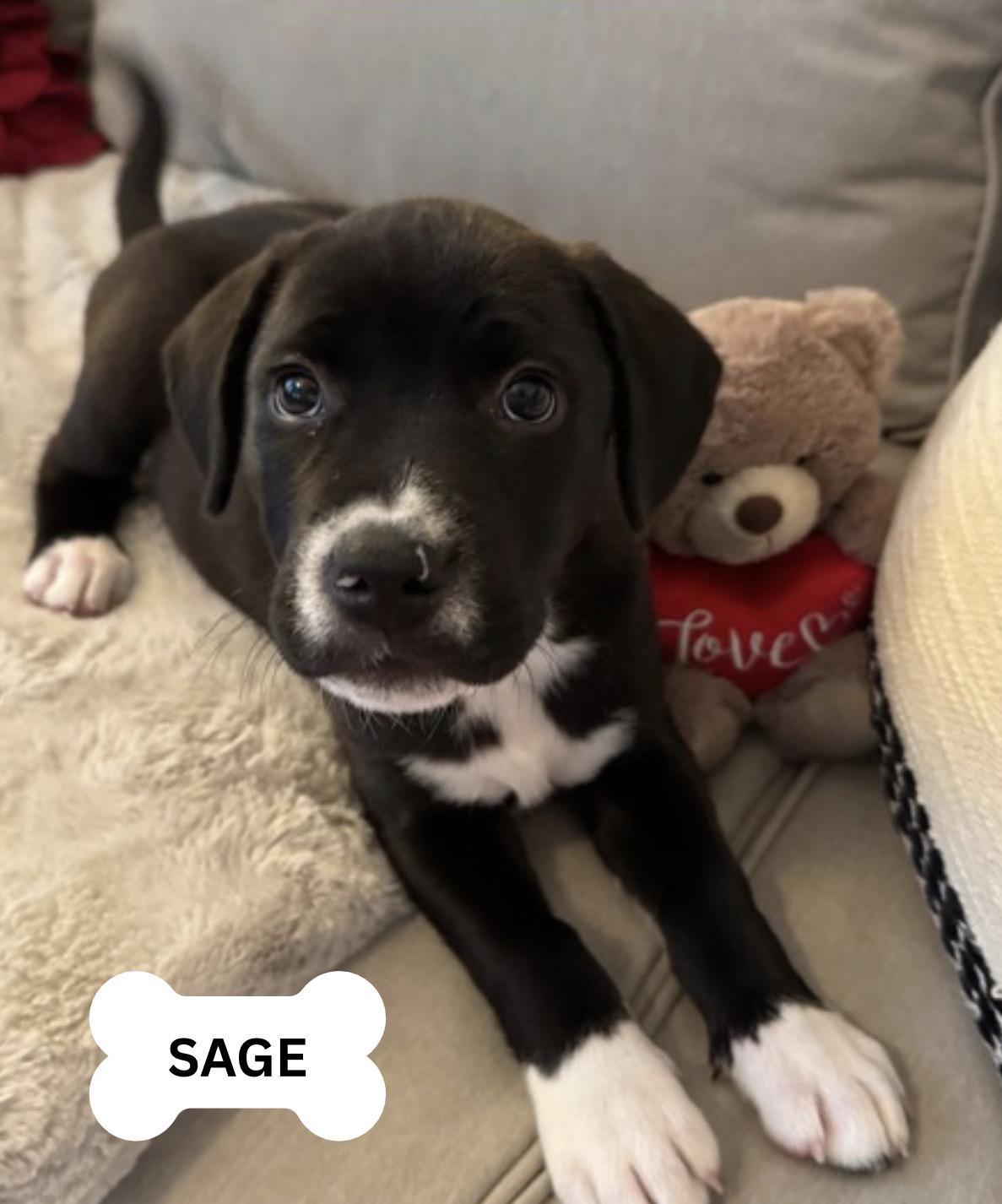 Sage