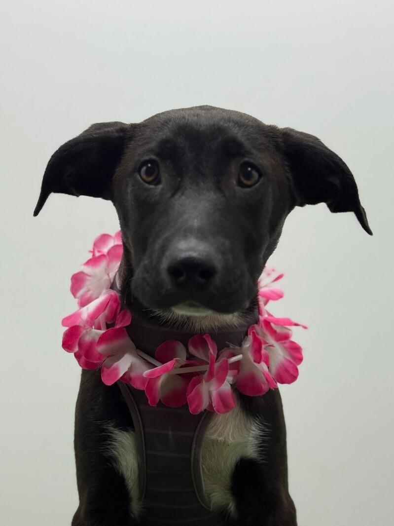 A baby large-sized male Black Labrador Retriever dog named Bolt for adoption in Carlsbad, CA