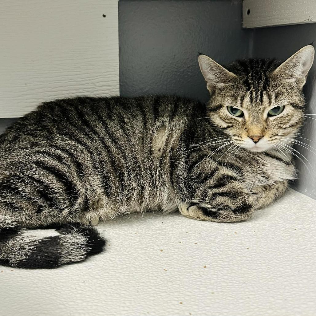 An adult medium-sized female Brown / Chocolate Domestic Short Hair cat named Kindle Sullivan Pet Sense for adoption in Union, MO