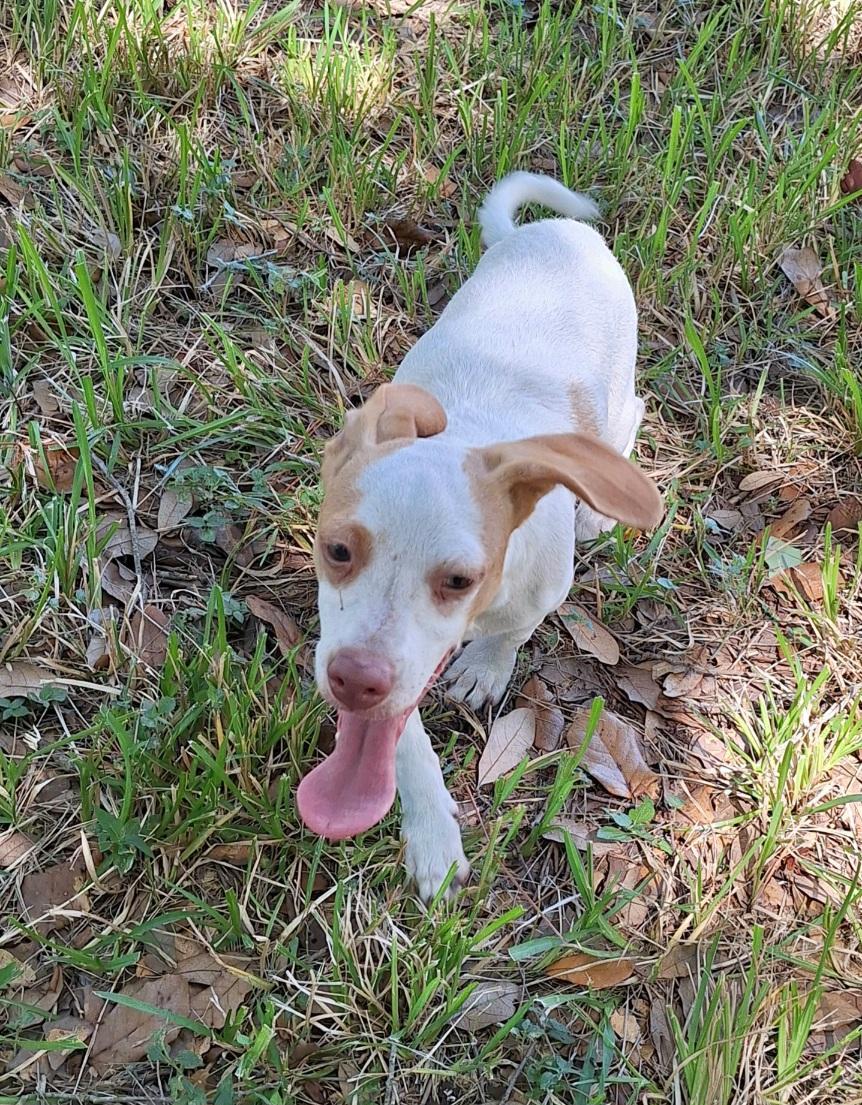 A baby small-sized male White / Cream Dachshund dog named Cormick Brt for adoption in Missouri City, TX