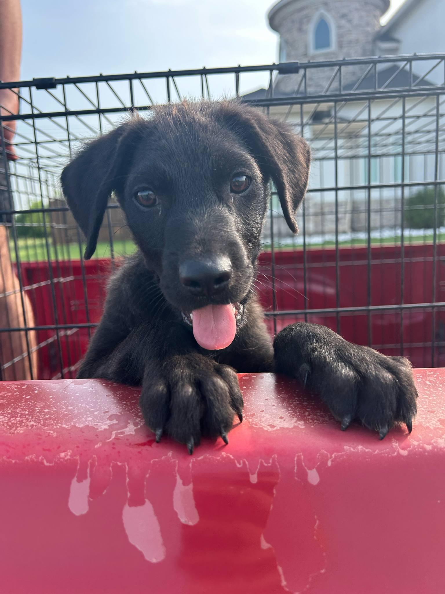 A baby medium-sized male Black Labrador Retriever dog named Charlie for adoption in Harlingen, TX