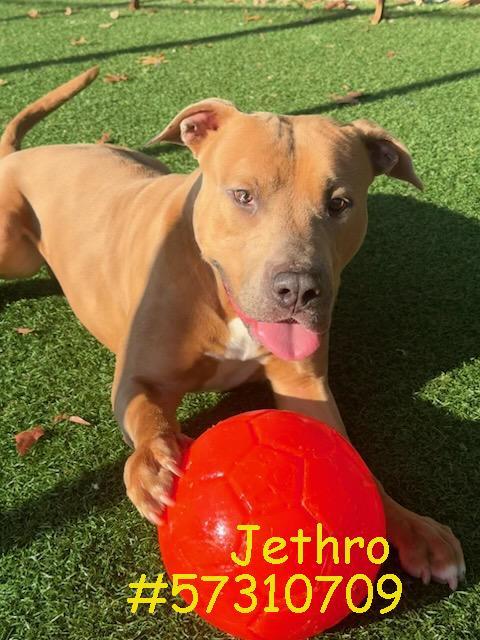 Jethro photo 1