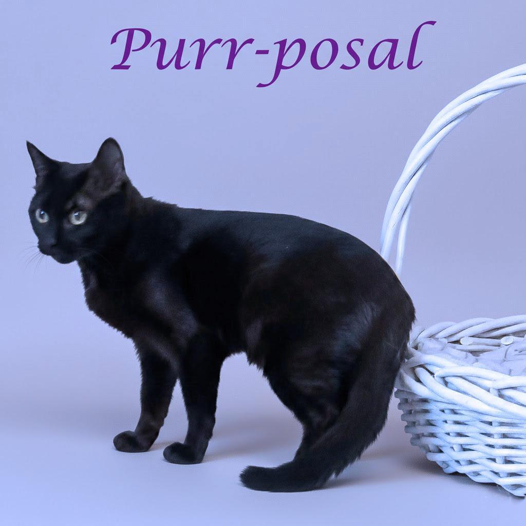 Purrposal C