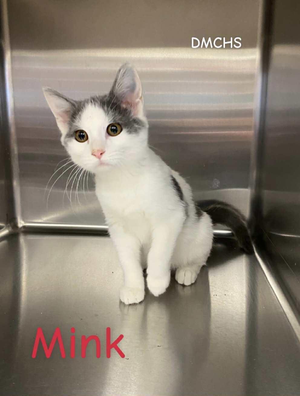 A young medium-sized male Domestic Short Hair cat named Mink for adoption in Burlington, IA