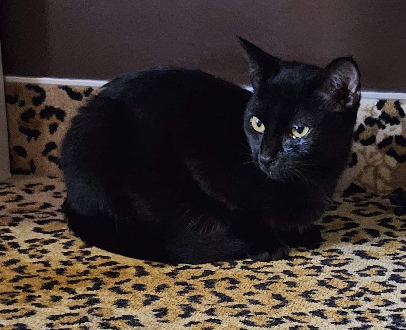 Celeste – A Purrfectly